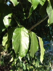 Ehretia philippinensis