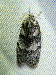 Semioscopis