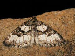 Chrysolarentia gypsomela