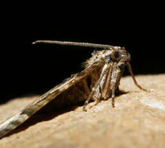 Chrysolarentia gypsomela