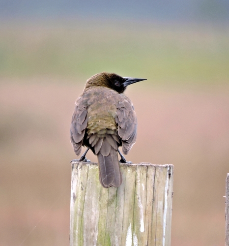 Brown-and-yellow Marshbird
