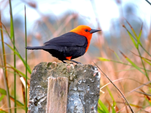 Scarlet-headed Blackbird