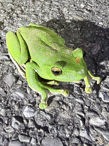 Chinese Flying Frog