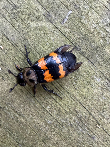 Tomentose Burying Beetle
