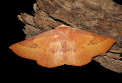 Monoctenia falernaria