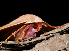 Monoctenia falernaria