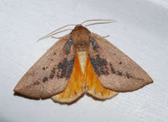 Mnesampela heliochrysa