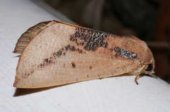 Mnesampela heliochrysa