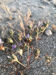 Eupompha elegans