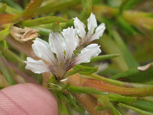 Scaevola repens, 2026-09-28