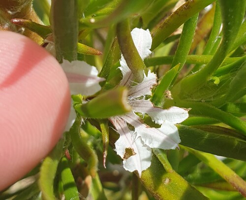 Scaevola repens, 2026-09-28