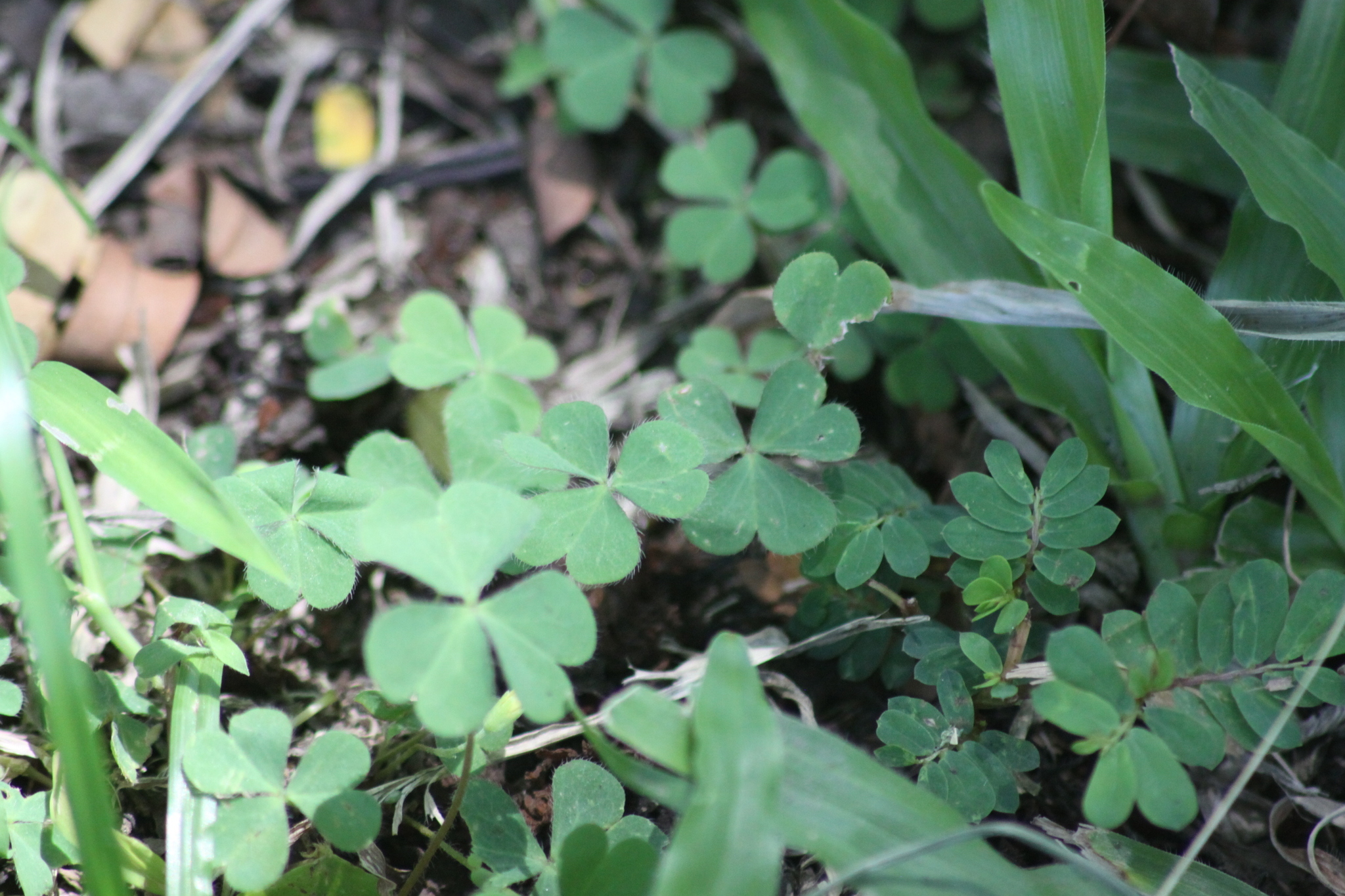Oxalis corniculata — ảnh 2