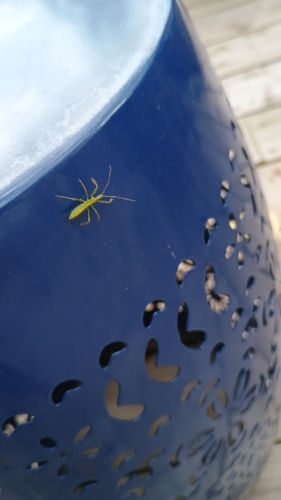 Pale Green Assassin Bug