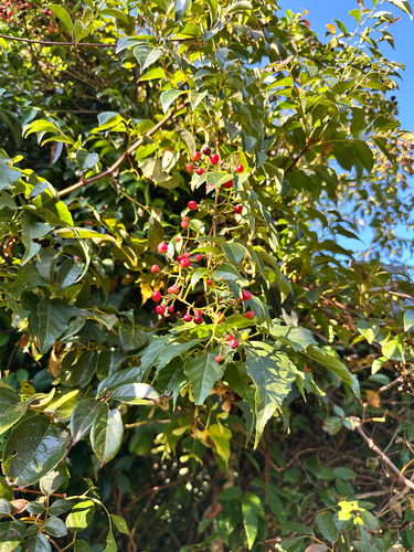 Nekemias cantoniensis, 2026-09-27