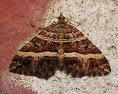 Chrysolarentia vicissata