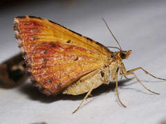Chrysolarentia vicissata