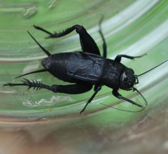 Nigrogryllus sibiricus