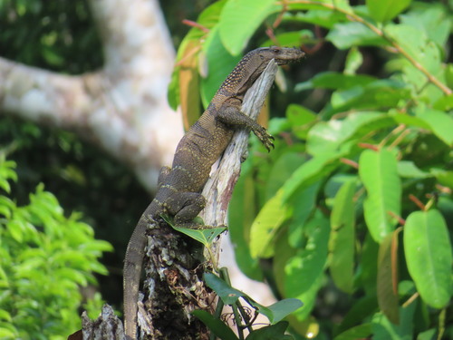 Varanus rudicollis observed 2026-09-19