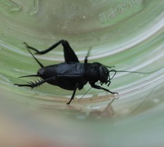 Nigrogryllus sibiricus