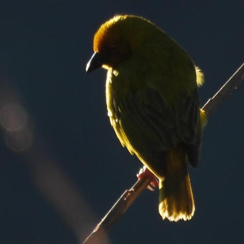 iNaturalist image