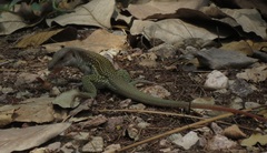 Aspidoscelis motaguae