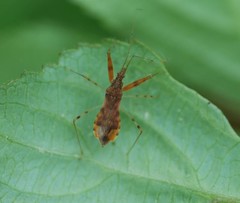 Gorpis brevilineatus