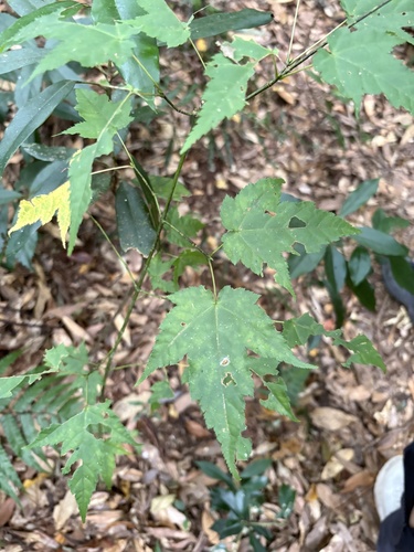 Acer caudatifolium observed 2026-09-28