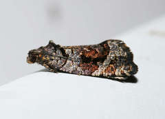 Asthenoptycha