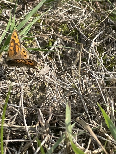 Wall Brown