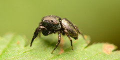Sassacus cyaneus