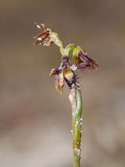 Genoplesium morrisii