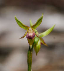 Genoplesium ciliatum