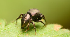 Sassacus cyaneus