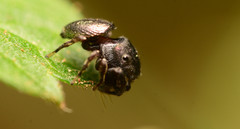 Sassacus cyaneus