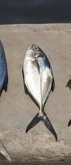 Caranx crysos