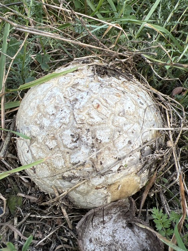 Mycenastrum corium observed 2026-09-28