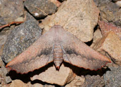 Monoctenia smerintharia