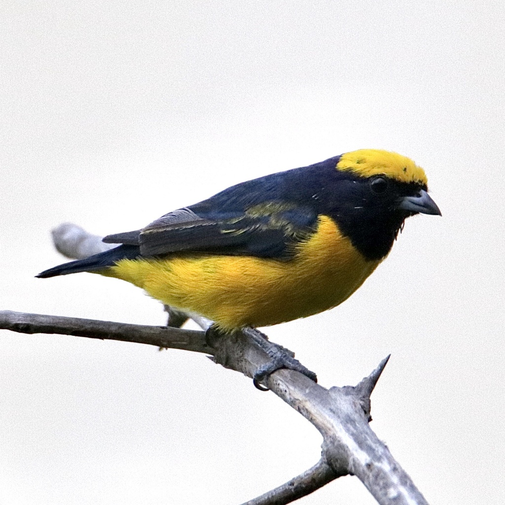 Yellow-Crowned Euphonia