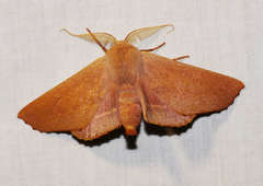 Monoctenia smerintharia