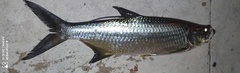 Megalops atlanticus