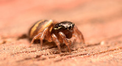 Chalcoscirtus diminutus