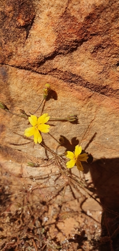 Goodenia berardiana observed 2026-09-28