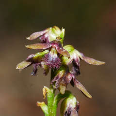 Genoplesium morrisii