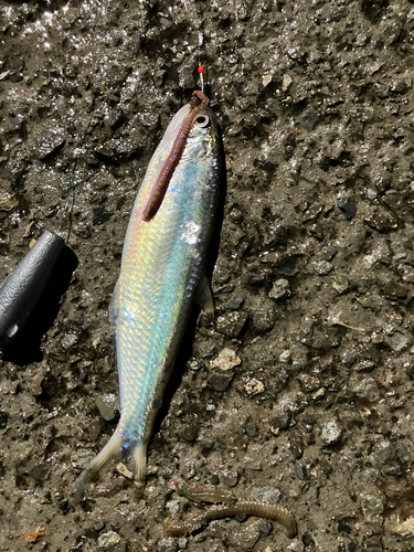 Sardinella zunasi observed 2026-09-26