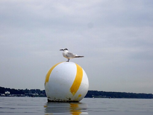 Sandwich Tern
