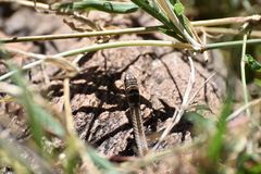Psammophis angolensis