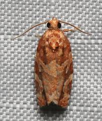 Argyrotaenia tabulana