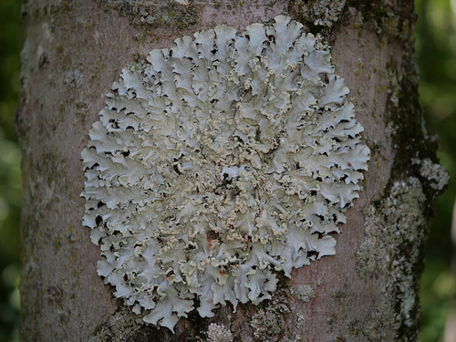 Parmotrema reticulatum observed 2026-09-27