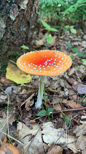 Fly Agaric