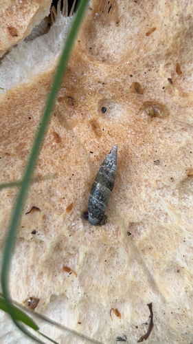 Plaited Door-snail